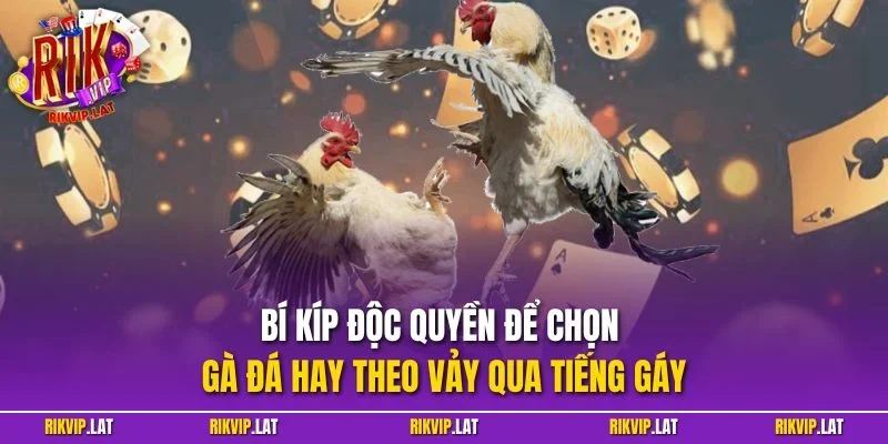 Bí kíp độc quyền để chọn gà đá hay theo vảy qua tiếng gáy