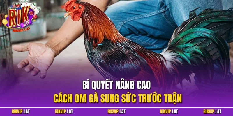 Bí quyết nâng cao cách om gà sung sức trước trận