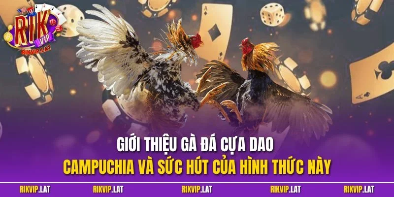 Giới thiệu gà đá cựa dao Campuchia và sức hút của hình thức này