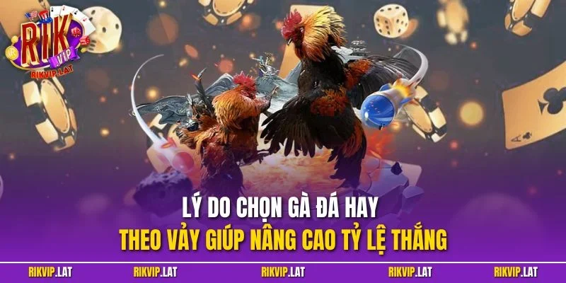 Lý do chọn gà đá hay theo vảy giúp nâng cao tỷ lệ thắng