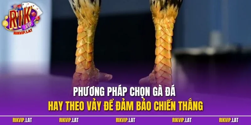 Phương pháp chọn gà đá hay theo vảy để đảm bảo chiến thắng